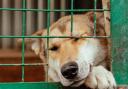 Image of dog in a cage