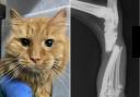 Left: Simba with his leg in a cast. Right: An x-ray showing the broken bones in Simba's leg