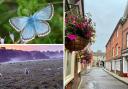 Camera Club members share the 'Magic of Summer' in Winchester