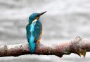 Basingstoke Gazette camera club member David Levy took this photo of a Kingfisher looking very regal