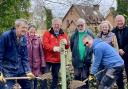 Friends of St Giles Hill Graveyard plant Dutch elm disease resistant saplings