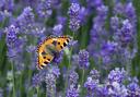 A small Tortoiseshell butterfly on Lavender