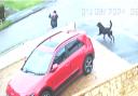 CCTV image of the dog during the attack