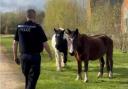 Police officer with the horses in Swanmore