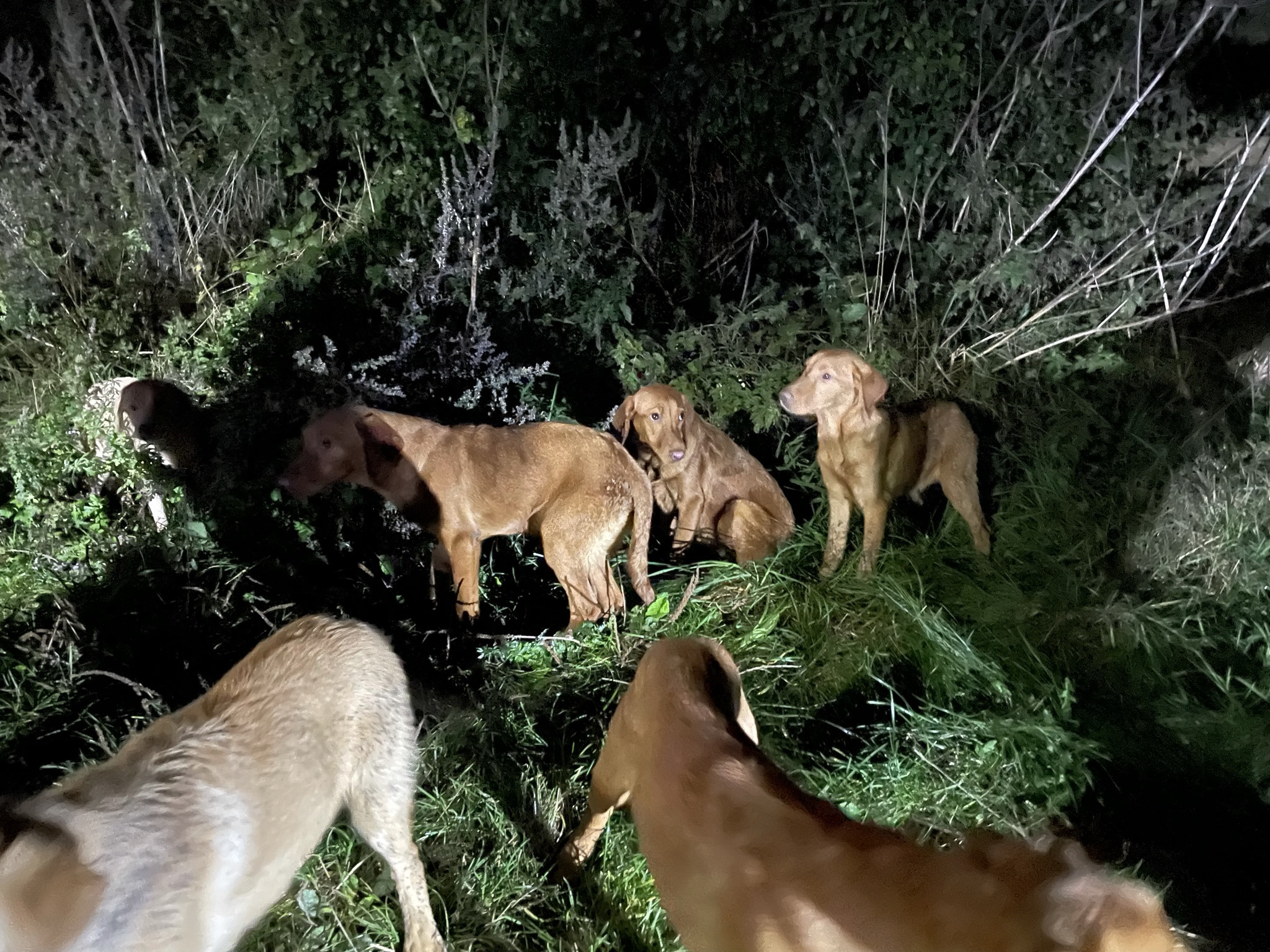 The puppies on the South Downs Way last night. Photo: Rob Carter