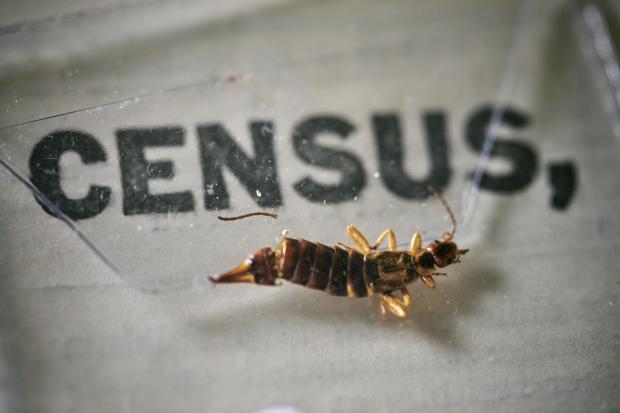 An insect, which died at some point in the last 100 years, being removed from the pages of the 1921 Census at the Office for National Statistics (ONS) near Southampton. Photo via PA.