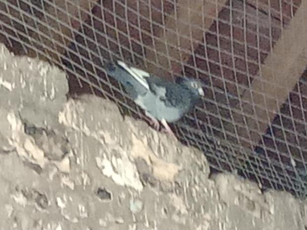 Hampshire Chronicle: A pigeon inside Hyde Gate
