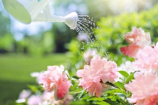 Hampshire Chronicle: A watering can watering some pink flowers. Credit: Canva