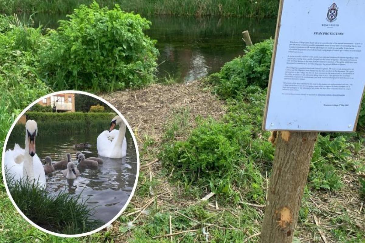 The sign placed by the canal with the swans (inset) and their cygnets from last year