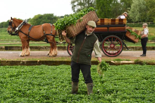 Hampshire Chronicle: Watercress is gathered in the old victorian way with Wicker flats at nearby Manor Farm before being transported by two rare breed Suffolk punch horses to the festival. Photo: Russell Sach
