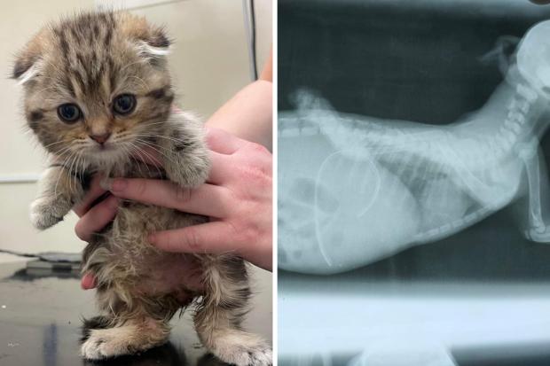 Photos via Bradford Cat Watch Rescue show little Pancake undergoing treatment.