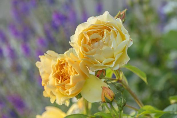 Hampshire Chronicle: Close-up of orange, yellow rose, Rosa Graham Thomas, in the rose garden in June at Mottisfont, Hampshire