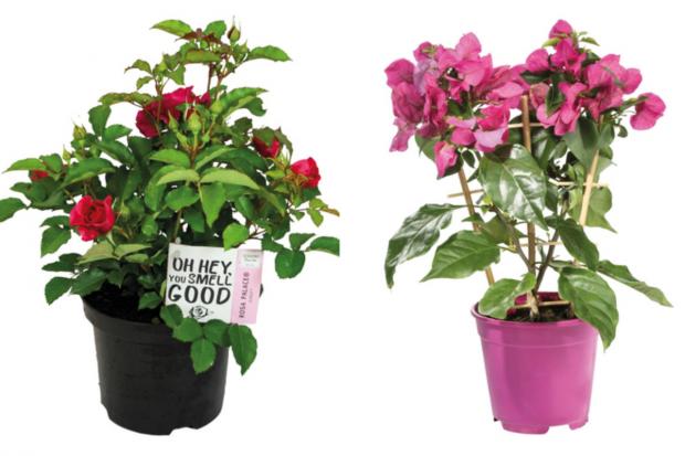 Hampshire Chronicle: (left) Garden Rose and (right) Bougainvillea (Lidl/Canva)