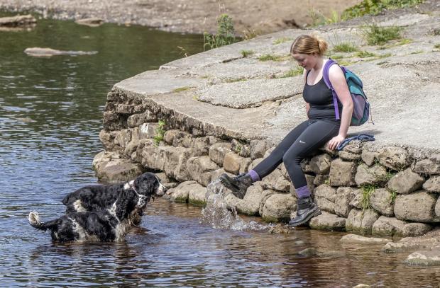 Hampshire Chronicle: Swallowing too much water can be dangerous - keep an eye on dogs if they're playing water and move on when they're full.  Photo: PA