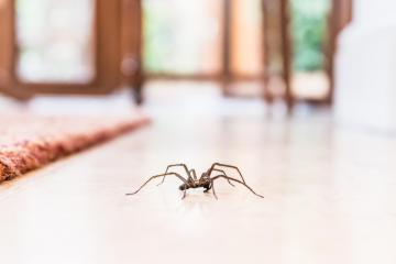 How to keep spiders out of your home in the UK this summer
