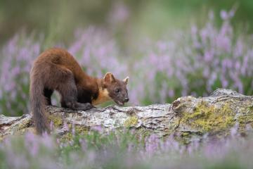 DNA study into rare pine martens and their New Forest return