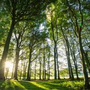 New initiative to help create 5,000 hectares of woodland in the South Downs National Park