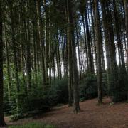 ‘Plant more trees or miss vital climate change targets’ say Woodland Trust