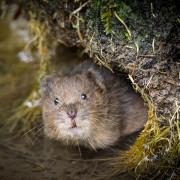 Surprised Water Vole at East Meon by Dick Hawkes