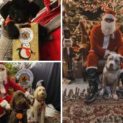 A Santa Paws grotto is coming to Rural Pet Food Pantry in Shedfield