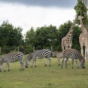 Giraffe and zebra paddock. Picture: Jason Brown