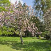 A cherry blossom at Hinton Ampner