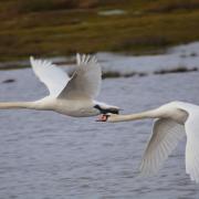 Hampshire Chronicle Camera Club member Daniel Brown took this shot of two Mute Swans perfectly synchronised in flight