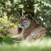 Marwell Zoo brings back seven-day return tickets for Easter. Picture: Jason Brown