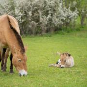 Marwell is delighted to announce the birth of a rare Przewalski’s foal