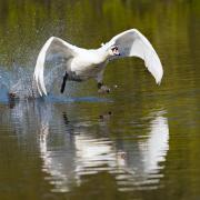 A swan taking flight. Basingstoke Gazette Camera Club member Anthony Hutchinson took this one