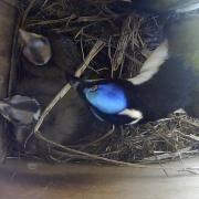 Marwell welcomes pair of new blue-faced honeyeater chicks