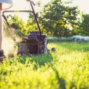 The charity Plantlife is asking people to stop mowing their lawns throughout the month of May as