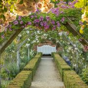 Mottisfont Abbey to offer extended opening hours as rose season begins