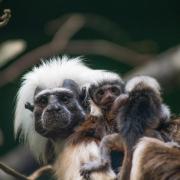 Marwell Zoo welcomes incredibly cute endangered cotton-headed tamarin triplets