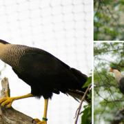 Pair of Southern Caracara birds of prey welcomed to Marwell Zoo