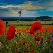 Andover Advertiser Camera Club member Pete Taylor couldn't resist taking this photo of a poppy field  at Perham Down