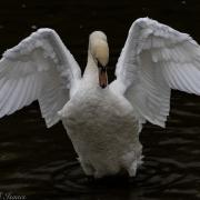 Basingstoke Gazette Camera club member Mark Isaacs took this amazing photo at Black Dam ponds