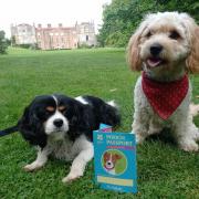 Taito and Duck with their Pooch Passports