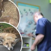 High vet bills are causing wild animals as well as pets to needlessly suffer