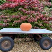 Free pumpkin carving competition at Courtens Garden Centre