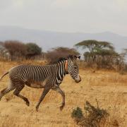 Marwell Wildlife - Grevy's zebra collaring project