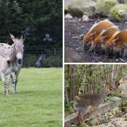 Hampshire zoo announces names of new animals born during the summer
