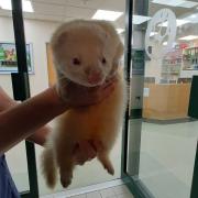 Missing Stanmore ferret reunited with owner after being found by police