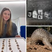 University of Winchester student aiding research to combat pangolin poaching