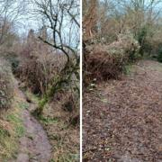 Before and after the path was cleared