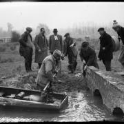 Clearing pike from a stream, location unknown - March 1954