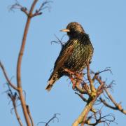 Where can I spot starlings near Winchester?