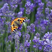 A small Tortoiseshell butterfly on Lavender