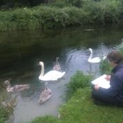 Robert Truscott with the swans