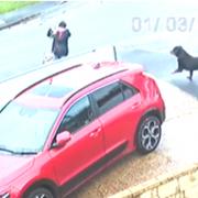 CCTV image of the dog during the attack
